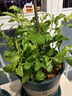 海蒂的花园花叶络石四季常绿好养观叶垂吊植物阳台室内绿植盆栽源头直发包邮 花叶络石14cm 含盆 实拍图