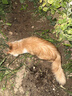 皇家成猫猫粮 营养均衡 F32 通用粮 1-7岁 4.5KG 实拍图