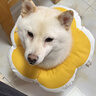 华元宠具（hoopet）狗狗伊丽莎白圈项圈小型犬宠物猫咪颈圈脖圈头套猫伊利沙白圈头罩 实拍图