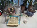 獒少保鸟笼鹦鹉专用鸟笼大号家用八哥鹦鹉笼子金属电镀加粗豪华鸟别墅 电镀银豪华套餐 大号56*32*31cm 实拍图