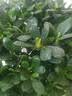 【莎之槿园艺】杜鹃花苗盆栽带花苞四季开花不断室内观花卉绿植植物老桩大棵好养 特大盆粉色杜鹃花+仿木桶盆+底托(带花苞发 含盆 实拍图