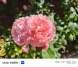 vivo X200s 12GB+256GB 薄荷蓝 国家补贴 蔡司超级潜望长焦 湿手秒开超声波指纹 拍照 AI手机 实拍图