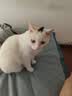 维利亚 豆腐猫砂除臭混合猫沙除味低尘吸水易结团 【混合猫砂】2.35kg*4袋 实拍图