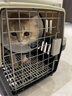 憨憨乐园伊丽莎白圈宠物耻辱圈狗狗猫咪猫头套项圈宠物脖套防咬圈用品6号 实拍图