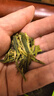 一杯香茶叶绿茶正宗明前早春龙井茶250g2026新茶春茶礼盒装自己喝散装 实拍图