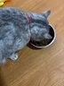 好主人（CARE）金装好主人猫粮2.0 成猫幼猫蓝猫英短通用【试吃装】金装成猫400g 实拍图