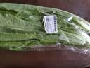 油麦菜约300g 实拍图