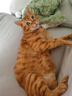 皇家成猫猫粮 营养均衡 F32 通用粮 1-7岁 4.5KG 实拍图