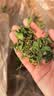 喜帅烘干紫花苜蓿草 幼兔兔粮牧草干草龙猫荷兰猪磨牙饲料净重750g 实拍图