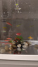 阔庭（KUOTING）鱼缸桌面透明生态鱼缸客厅水族箱白色 实拍图