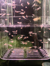 疯狂水草孔雀鱼活体水族宠物观赏鱼冷水耐活小型热带鱼淡水鱼苗 【4CM左右】临产孔雀鱼E 共8条 实拍图