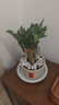 花翁富贵竹水培绿植招财转运室内客厅水养花卉盆栽植物文昌竹源头直发 实拍图