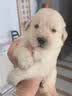 三条尾巴纯种金毛幼犬赛级家养宠物狗活体金毛犬成年犬成年大型金毛健康 黄色/金色 2026-08-01 花花 宠物级 金毛犬【视频选宠】 实拍图