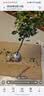 景郁春 JIRYUCUR树桩月季棒棒糖花苗特大花朵花卉植物树状月季中国红源头直发 实拍图