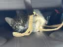 憨憨宠猫笼折叠猫笼子大号猫别墅加粗加密双层猫舍猫窝宠物猫咪用品家用 黑色 600双层 实拍图