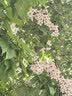 得力（deli）莱茵河A4打印纸 80g500张单包复印纸 口碑优选 双面加厚草稿纸 书写绘画 7413【采购优选】 实拍图