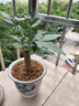 水培植物绿植盆栽室内客厅办公室桌面小盆景花卉绿萝发财树好养活 【发财树】+简欧透明吸水盆 实拍图