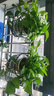 京东绿植绿萝盆栽除甲醛花卉绿植办公室新房净化空气180加仑2盆装源头直 实拍图