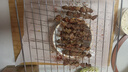 鲜京采进口原切去骨羊后腿肉净重4斤 烧烤炖煮食材 羊肉 京东自有品牌 实拍图