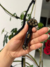 采药师紫光檀木牛角眼部拨筋棒脸部按摩美容器眼周点穴经络刷面部如意棒 实拍图