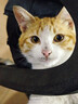 亿迪猫粮全价成猫幼猫冻干全阶段5斤布偶蓝猫英短橘猫通用小包装2.5kg 实拍图