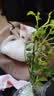 小苗月季花苗玫瑰果汁阳台开花绿植室内盆栽多季好养花卉爬藤藤本 真宙【重瓣大花浓香】灌木 实拍图