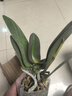 双花剑蝴蝶兰盆栽兰花大苗带花剑四季开花室内花好养易成活 6.公主--双花剑发货 塑料盆栽好 实拍图