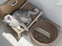 喵仙儿猫抓板猫窝剑麻不掉屑猫躺椅实木猫床耐抓猫沙发四季通用猫爬架 实拍图