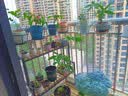 蜗家（WOJIA）蜗家阳台花架铁艺悬挂式花盆挂架栏杆绿萝花架护栏挂钩绿植架 实拍图