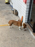 米家小米空气净化器5 价保 618 除甲醛除菌除异味 家用 除雾霾PM2.5 低噪设计 实拍图