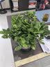 开时果 栀子花盆栽浓香型大花苗 四季懒人好养植物室内阳台庭院耐热花卉 加仑盆【120#栀子花】 实拍图