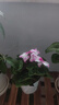 意轩大苗仙客来盆栽室内花卉 兔子花 花苗兔耳花萝卜海棠带盆带花带土 仙客来花蝴蝶 实拍图