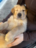 皇家狗粮 幼犬奶糕幼犬狗粮宠物中型犬MES30 全价犬粮 ≤2月 4KG 实拍图