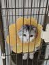欢宠网伊丽莎白圈猫狗宠物猫咪狗狗绝育项圈软头套脖套防舔防咬脖圈耻辱 实拍图