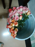 一网情深玫瑰花云南昆明鲜花基地直发玫瑰百合花束鲜切花家庭花材批发 金辉/火焰玫瑰（16支+4支防损耗） 实拍图