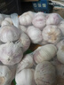 大蒜头出口品质网兜紫蒜蔬菜调料新鲜大果烧烤火锅食材 山东【精品网兜装】5斤装 净重2300g 实拍图