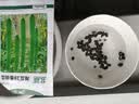 北蔬 丝瓜籽种子苗长丝瓜早熟蔬菜老品种四季菜籽 潍瓜28香丝瓜种子5g 实拍图
