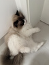 星益生趣（STELLA&CHEWY'S）SC美国进口猫粮RC冻干涂层全价无谷鸡肉4.54kg，效期27.6 实拍图
