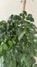 植男植女幸福树盆栽客厅室内大型绿植办公室乔迁绿宝净化空气源头直发 实拍图