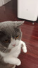 比瑞吉猫粮俱乐部系列 添加三文鱼 全价全期猫粮2kg*3包 实拍图