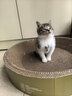 亿迪猫粮全价成猫幼猫冻干全阶段5斤布偶蓝猫英短橘猫通用小包装2.5kg 实拍图