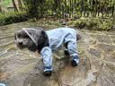 嬉皮狗全包狗雨衣四脚防水泰迪比熊幼犬小型犬防脏雨天衣服 邦迪蓝 M 建议体重7-9斤 实拍图