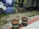 墨斗鱼花盆加仑盆加厚高款5加仑*2种菜盆大号盆栽树脂塑料简约带托盘 实拍图