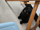 喵仙儿猫窝四季通用蒲草编织猫抓板窝网红藤编睡觉猫垫子 XL 实拍图