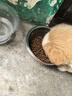 力狼（LILANG）狗粮幼犬粮 博美泰迪柯基金毛边牧全犬种中小型犬通用型狗粮 【1-12月| 鲜肉羊奶】幼犬专用粮4斤 实拍图