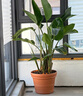 爱丽思（IRIS）特大号圆形花盆种树庭院超大加厚大盆景树木无花果蓝莓果树种植盆 8号米色 约4.9L (口径23.9cm) 实拍图