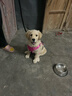 伯纳天纯专供款 中/大型犬全价幼犬宠物主粮羊肉蔓越莓味萨摩耶15kg/30斤 实拍图