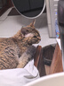 皇家成猫猫粮 营养均衡 F32 通用粮 1-7岁 2KG 实拍图