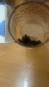 澜沧古茶叶普洱茶0081云南普洱熟普357g 2023年饼茶礼盒装送礼 实拍图