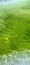 九阳（Joyoung）破壁机0.8-1.2L豆浆机 IMD彩屏可预约2-4人用易清洗家用全自动料理机榨汁机DJ10X-D650【价保618】 实拍图